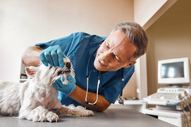 Best Emergency Dental Services for Seniors in Taft, CA